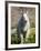 Mountain Goat (Oreamnos Americanus), Glacier National Park, Montana, USA-James Hager-Framed Photographic Print