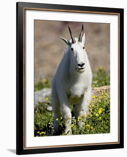 Mountain Goat (Oreamnos Americanus), Glacier National Park, Montana, USA-James Hager-Framed Photographic Print