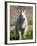 Mountain Goat (Oreamnos Americanus), Glacier National Park, Montana, USA-James Hager-Framed Photographic Print