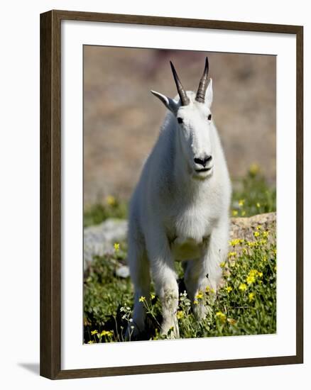 Mountain Goat (Oreamnos Americanus), Glacier National Park, Montana, USA-James Hager-Framed Photographic Print