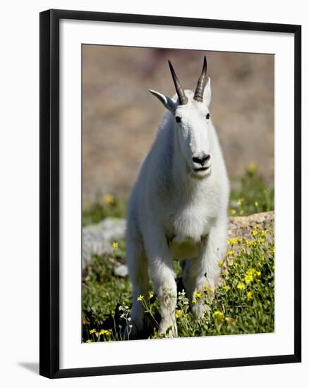 Mountain Goat (Oreamnos Americanus), Glacier National Park, Montana, USA-James Hager-Framed Photographic Print