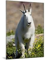 Mountain Goat (Oreamnos Americanus), Glacier National Park, Montana, USA-James Hager-Mounted Photographic Print