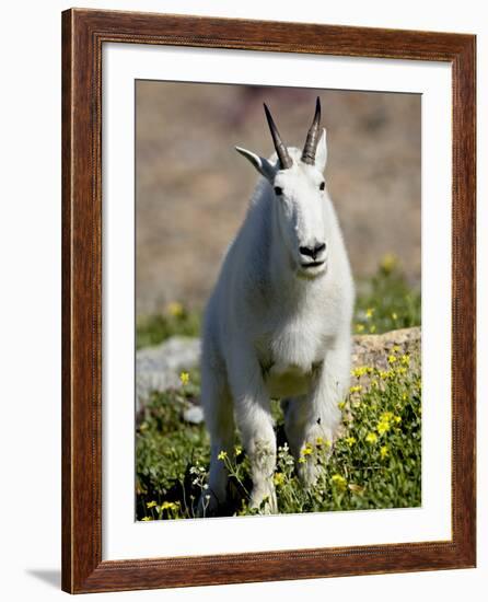 Mountain Goat (Oreamnos Americanus), Glacier National Park, Montana, USA-James Hager-Framed Photographic Print