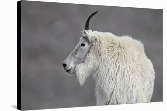 Mountain Goat (Oreamnos Americanus), Mount Evans, Arapaho-Roosevelt National Forest, Colorado, USA-James Hager-Stretched Canvas