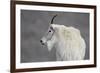 Mountain Goat (Oreamnos Americanus), Mount Evans, Arapaho-Roosevelt National Forest, Colorado, USA-James Hager-Framed Photographic Print