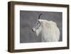 Mountain Goat (Oreamnos Americanus), Mount Evans, Arapaho-Roosevelt National Forest, Colorado, USA-James Hager-Framed Photographic Print