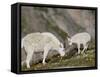 Mountain Goat (Oreamnos Americanus) Nanny and Billy, Mount Evans, Colorado, Usa-James Hager-Framed Stretched Canvas