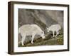 Mountain Goat (Oreamnos Americanus) Nanny and Billy, Mount Evans, Colorado, Usa-James Hager-Framed Photographic Print