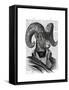Mountain Goat Portrait-Fab Funky-Framed Stretched Canvas