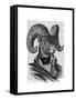 Mountain Goat Portrait-Fab Funky-Framed Stretched Canvas