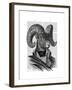 Mountain Goat Portrait-Fab Funky-Framed Art Print