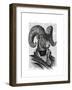 Mountain Goat Portrait-Fab Funky-Framed Art Print