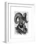 Mountain Goat Portrait-Fab Funky-Framed Art Print