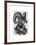 Mountain Goat Portrait-Fab Funky-Framed Art Print