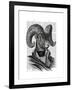 Mountain Goat Portrait-Fab Funky-Framed Art Print