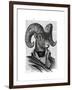 Mountain Goat Portrait-Fab Funky-Framed Art Print