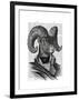 Mountain Goat Portrait-Fab Funky-Framed Art Print