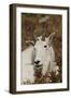 Mountain Goat Portrait-Ken Archer-Framed Premium Photographic Print