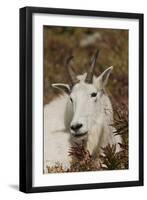 Mountain Goat Portrait-Ken Archer-Framed Premium Photographic Print