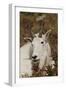 Mountain Goat Portrait-Ken Archer-Framed Premium Photographic Print