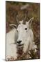 Mountain Goat Portrait-Ken Archer-Mounted Premium Photographic Print