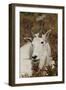 Mountain Goat Portrait-Ken Archer-Framed Photographic Print