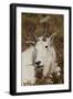 Mountain Goat Portrait-Ken Archer-Framed Photographic Print