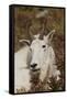 Mountain Goat Portrait-Ken Archer-Framed Stretched Canvas