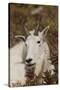 Mountain Goat Portrait-Ken Archer-Stretched Canvas