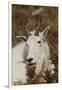 Mountain Goat Portrait-Ken Archer-Framed Photographic Print