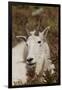 Mountain Goat Portrait-Ken Archer-Framed Photographic Print