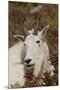 Mountain Goat Portrait-Ken Archer-Mounted Premium Photographic Print