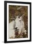 Mountain Goat Portrait-Ken Archer-Framed Photographic Print