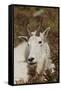 Mountain Goat Portrait-Ken Archer-Framed Stretched Canvas