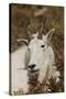 Mountain Goat Portrait-Ken Archer-Stretched Canvas