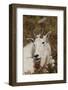 Mountain Goat Portrait-Ken Archer-Framed Photographic Print