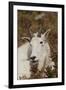 Mountain Goat Portrait-Ken Archer-Framed Premium Photographic Print