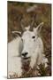 Mountain Goat Portrait-Ken Archer-Mounted Photographic Print