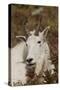 Mountain Goat Portrait-Ken Archer-Stretched Canvas