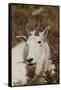 Mountain Goat Portrait-Ken Archer-Framed Stretched Canvas