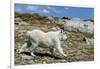 Mountain Goat Running-W. Perry Conway-Framed Premium Photographic Print