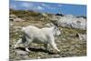 Mountain Goat Running-W. Perry Conway-Mounted Premium Photographic Print