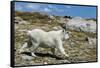 Mountain Goat Running-W. Perry Conway-Framed Stretched Canvas