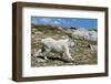 Mountain Goat Running-W. Perry Conway-Framed Photographic Print