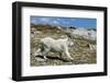 Mountain Goat Running-W. Perry Conway-Framed Photographic Print