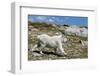 Mountain Goat Running-W. Perry Conway-Framed Photographic Print