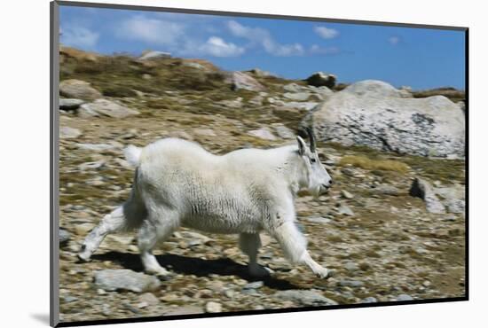 Mountain Goat Running-W. Perry Conway-Mounted Photographic Print