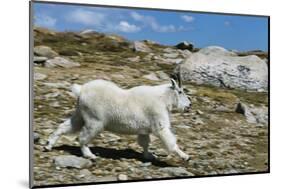 Mountain Goat Running-W. Perry Conway-Mounted Photographic Print
