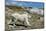 Mountain Goat Running-W. Perry Conway-Mounted Photographic Print
