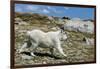Mountain Goat Running-W. Perry Conway-Framed Photographic Print